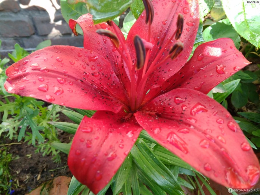 Лилия ориджинал лав