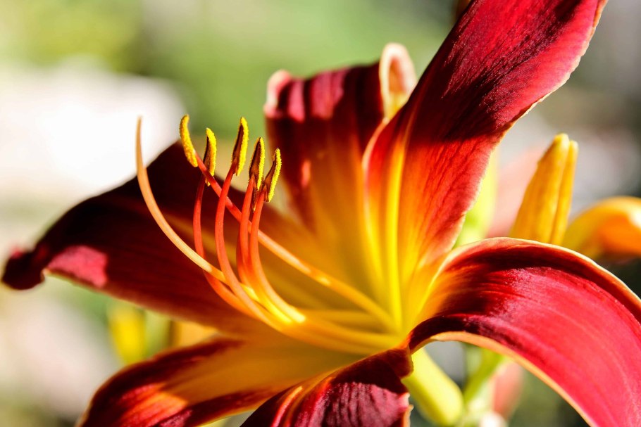 Лилия Специозум gloriosoides