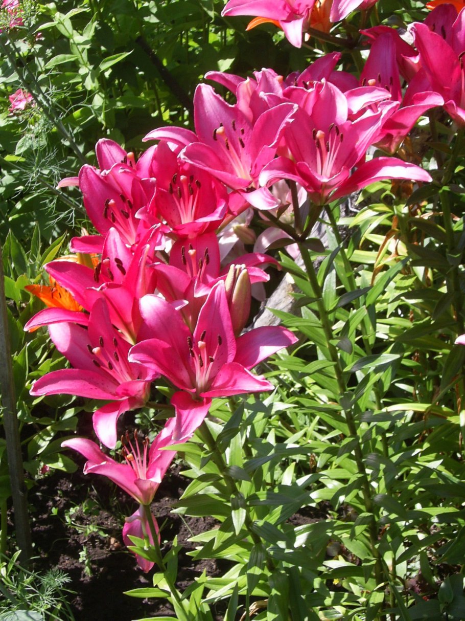 «Леопардовая Лилия» Ричарда Линднера