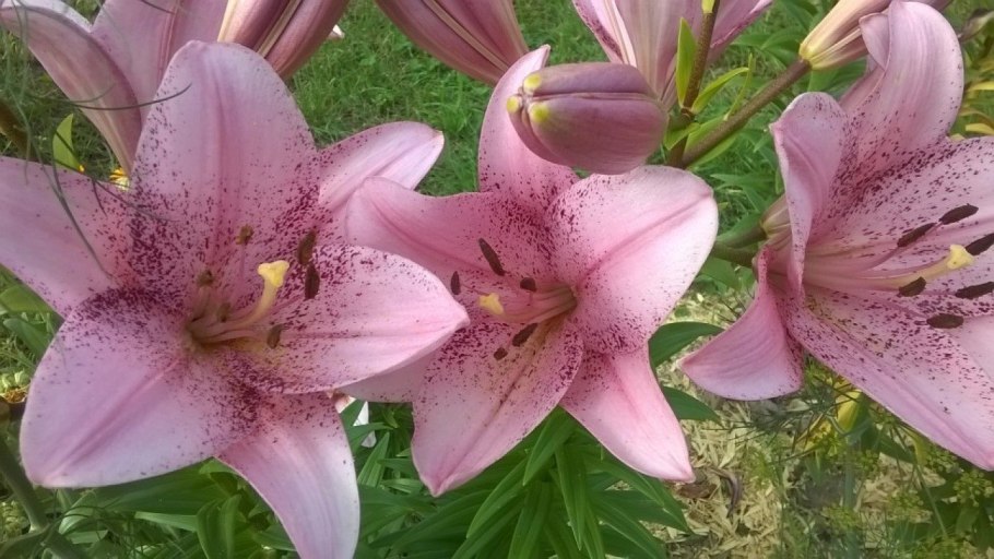 Лилии серии бриллиант