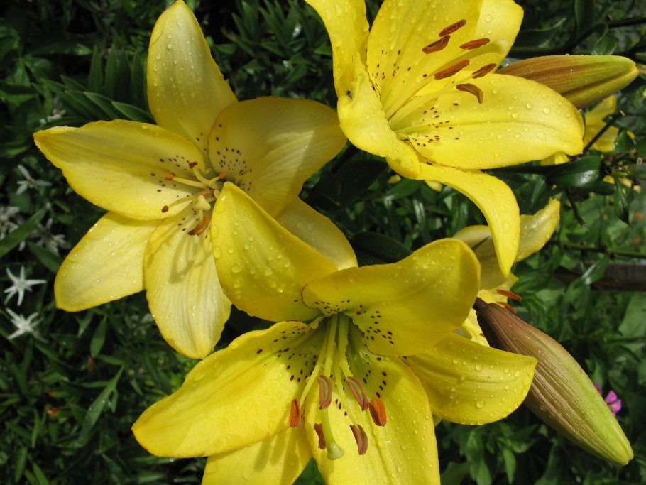 Лилия Тайгер оранжевая