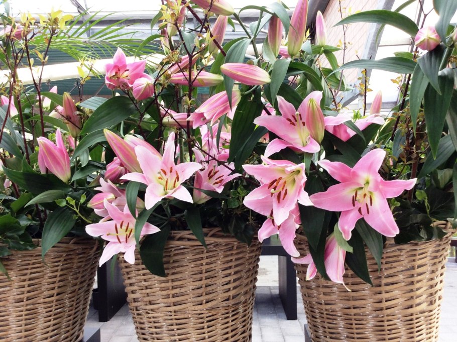 Цветок Flowers Bloom magnifica