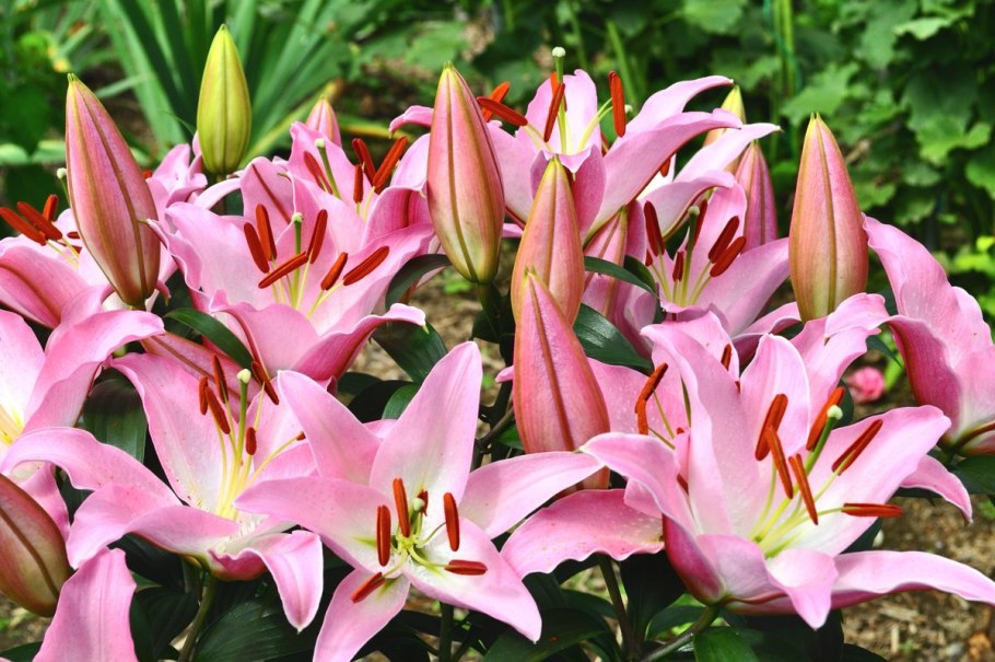Lilium willmottiae