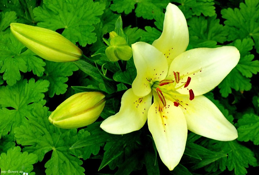 Лилия Брунелло азиатская