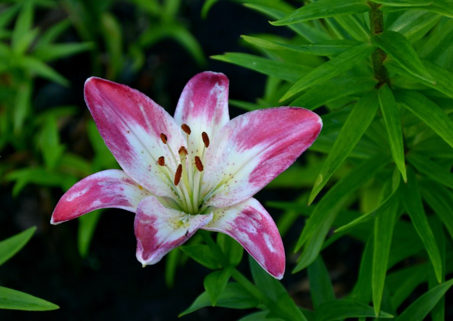 Садовая Лилия тигрино