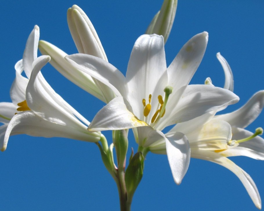 Лилии горшечные trendy San Francisco