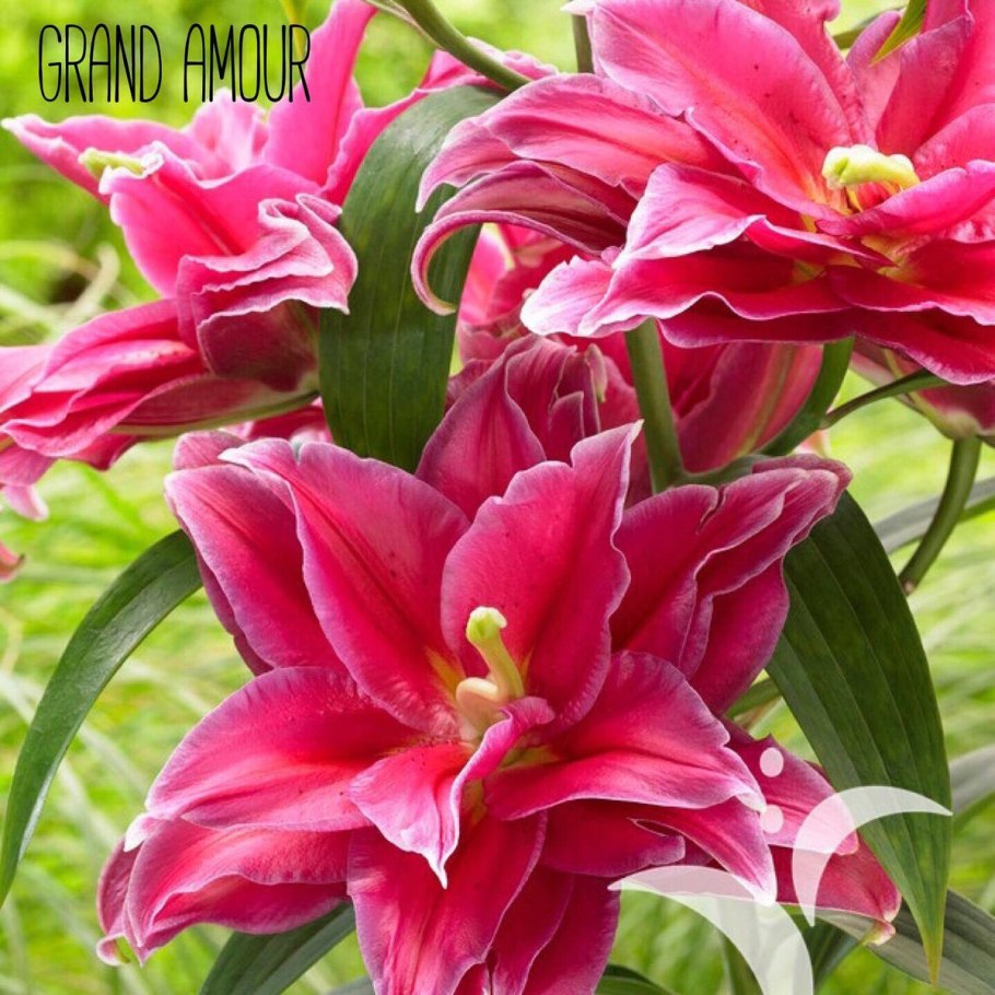 Глориоза цветок