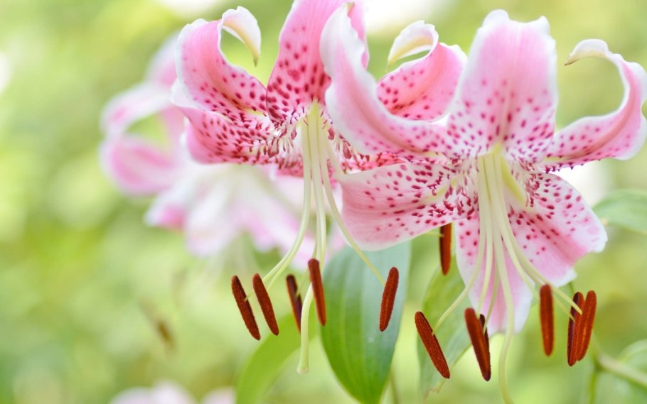 Пирамидальная Лилия Марлен