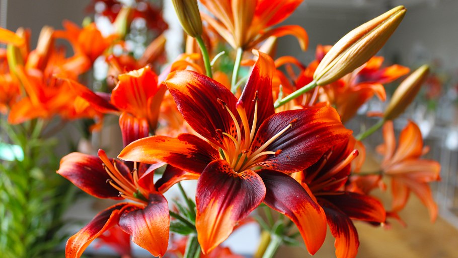 Лилия Фредо