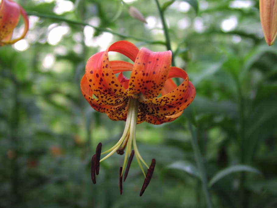 Лилия lílium pardalinum