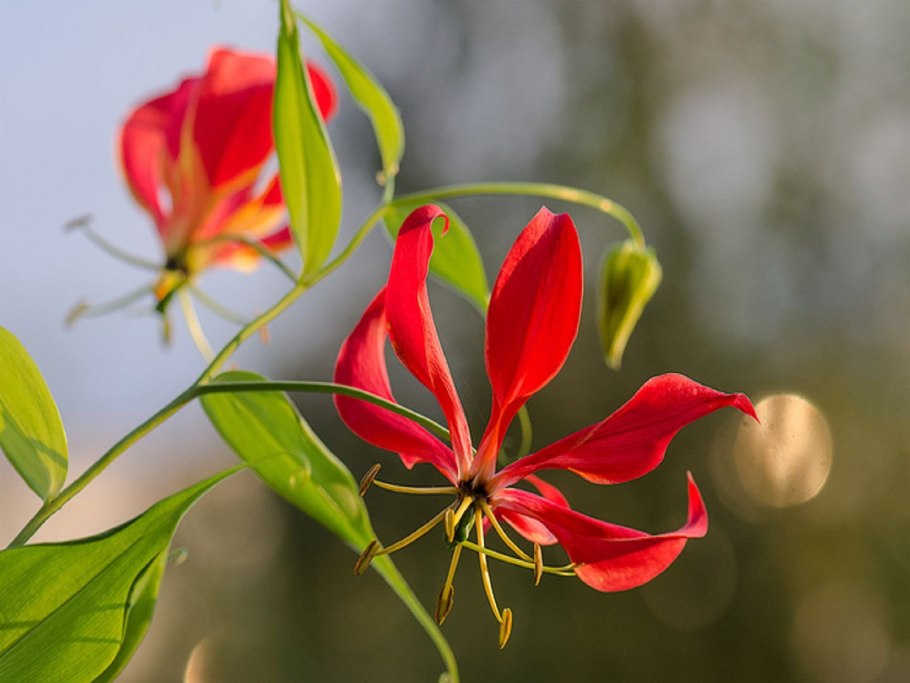 Лилия тигровая /Лилия Даурская