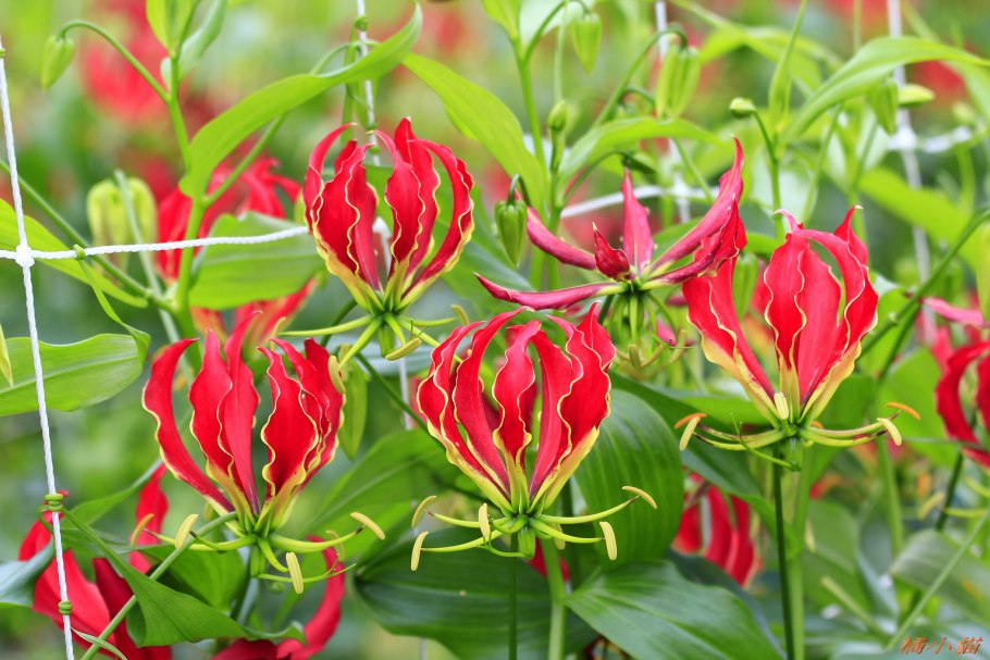 Лиана глориоза