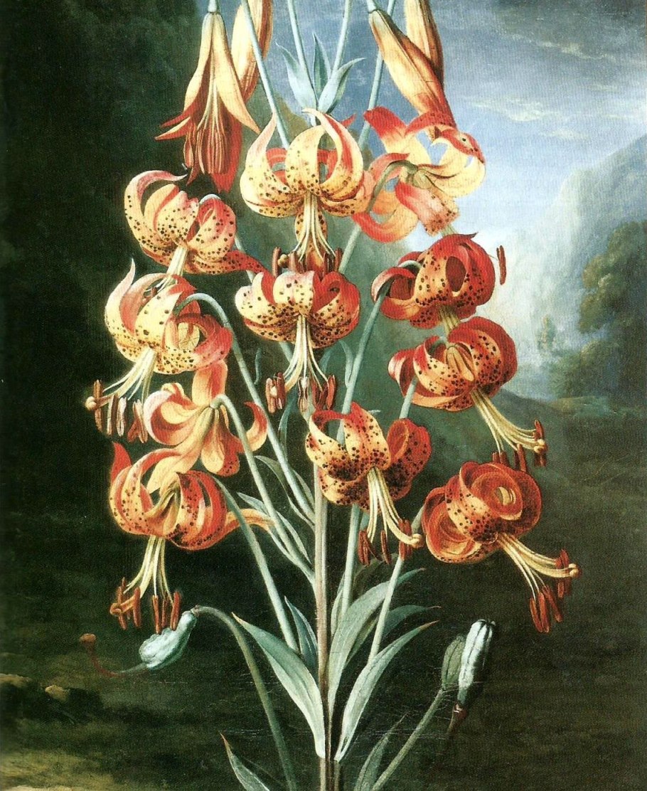 Лилия леди Элайн (азиатская)