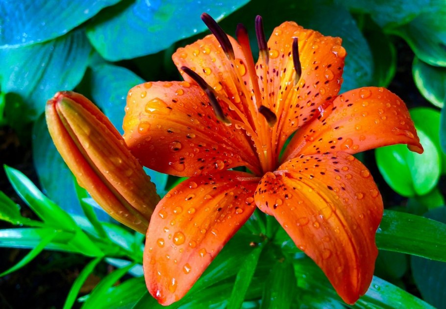 Глориоза Ротшильда