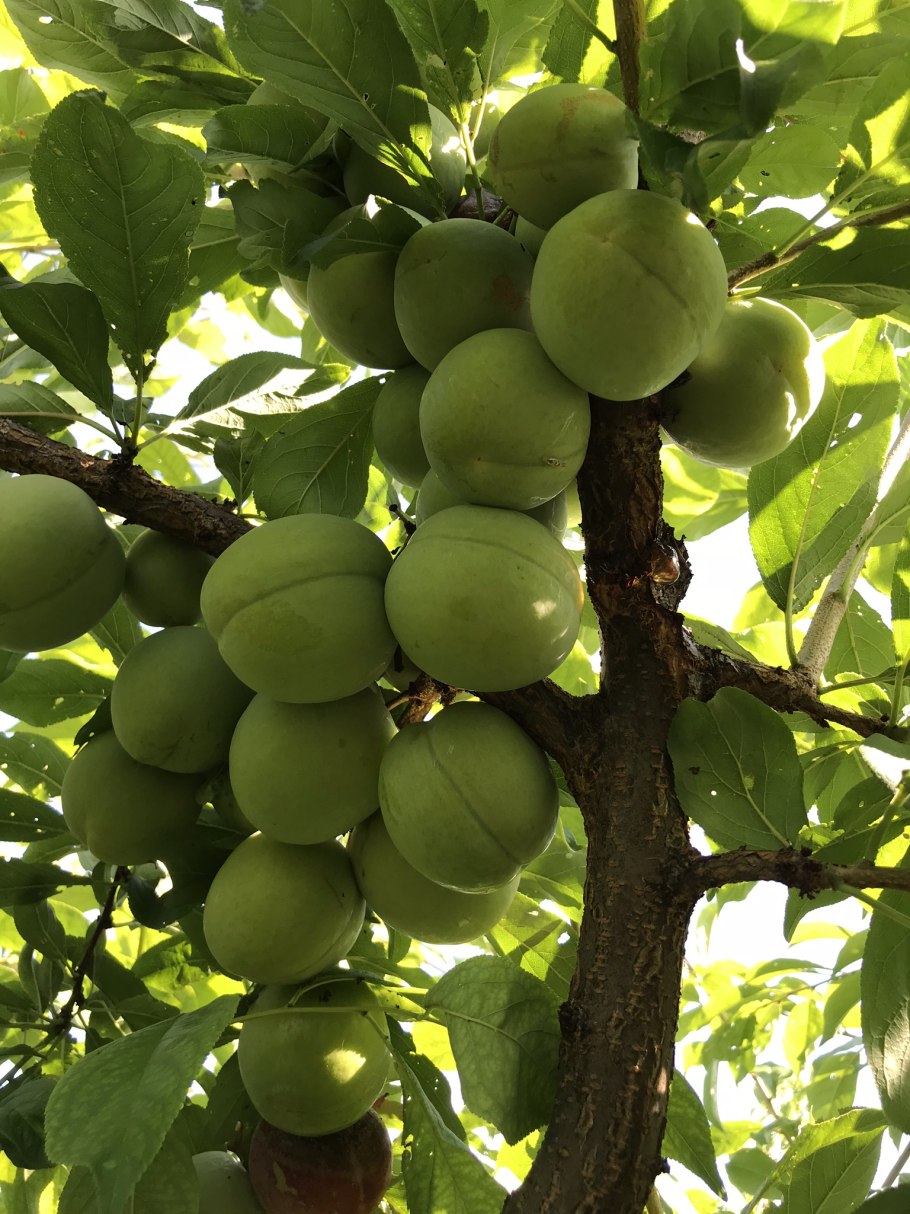 Слива сорт пониклая