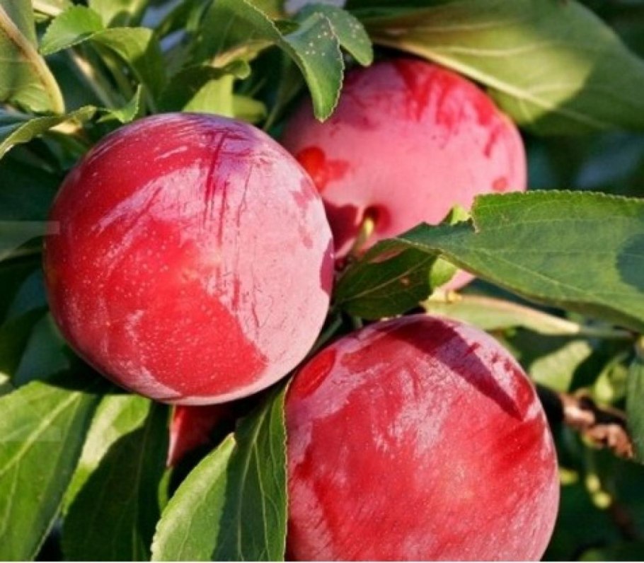 Слива сорт Антонина