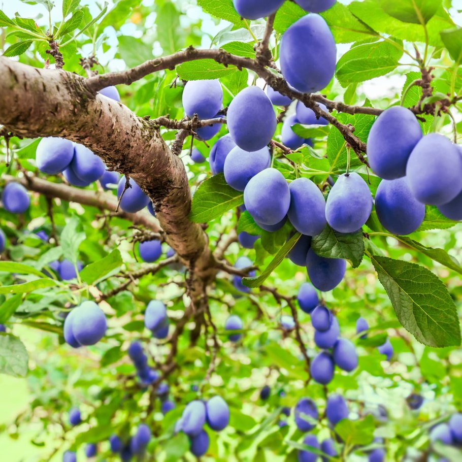 Слива Африканская