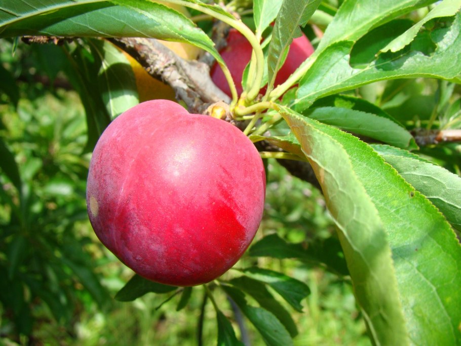 Слива китайская Скороплодная