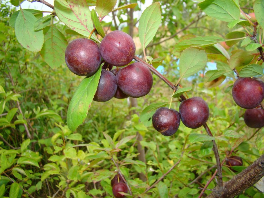 Личи индийские