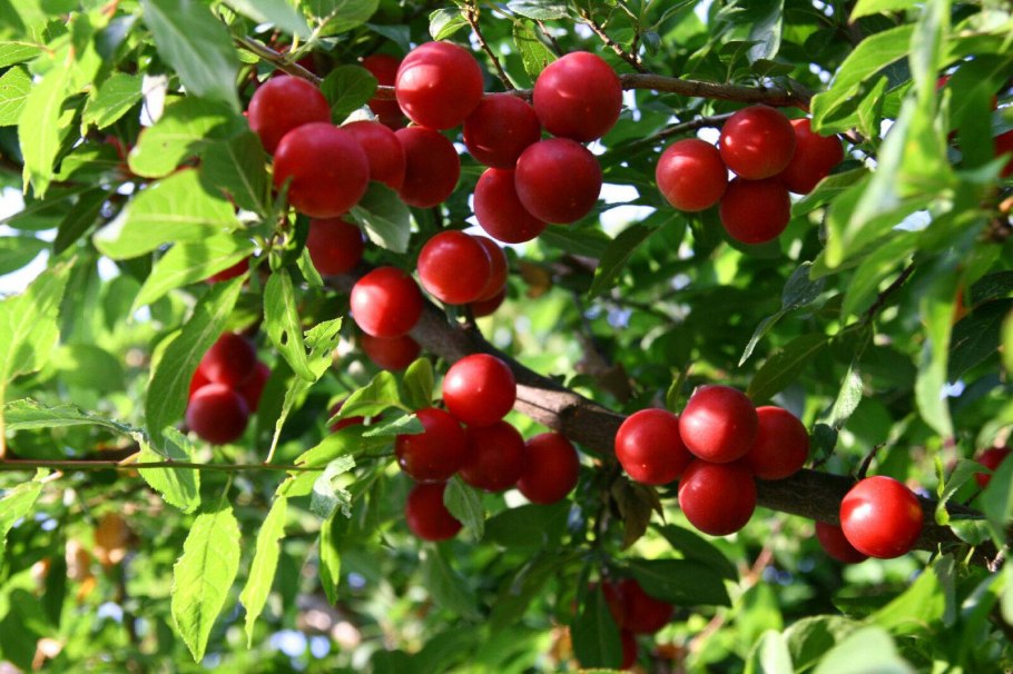 Слива сорт Чуйская красавица