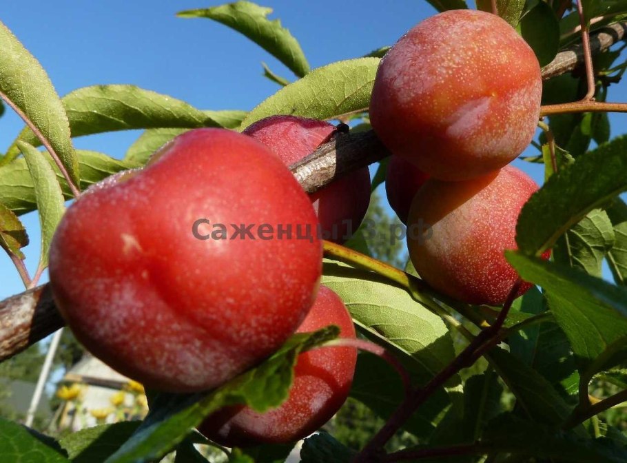 Экзотический фрукт личи