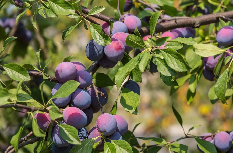 Омская ночка сливово-вишневый гибрид