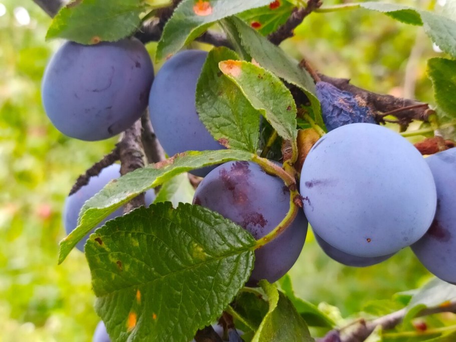 Сорт сливы Анжелина