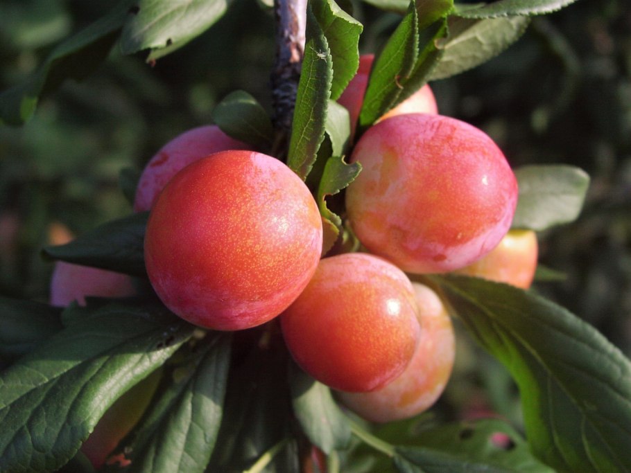 Слива китайская salicina