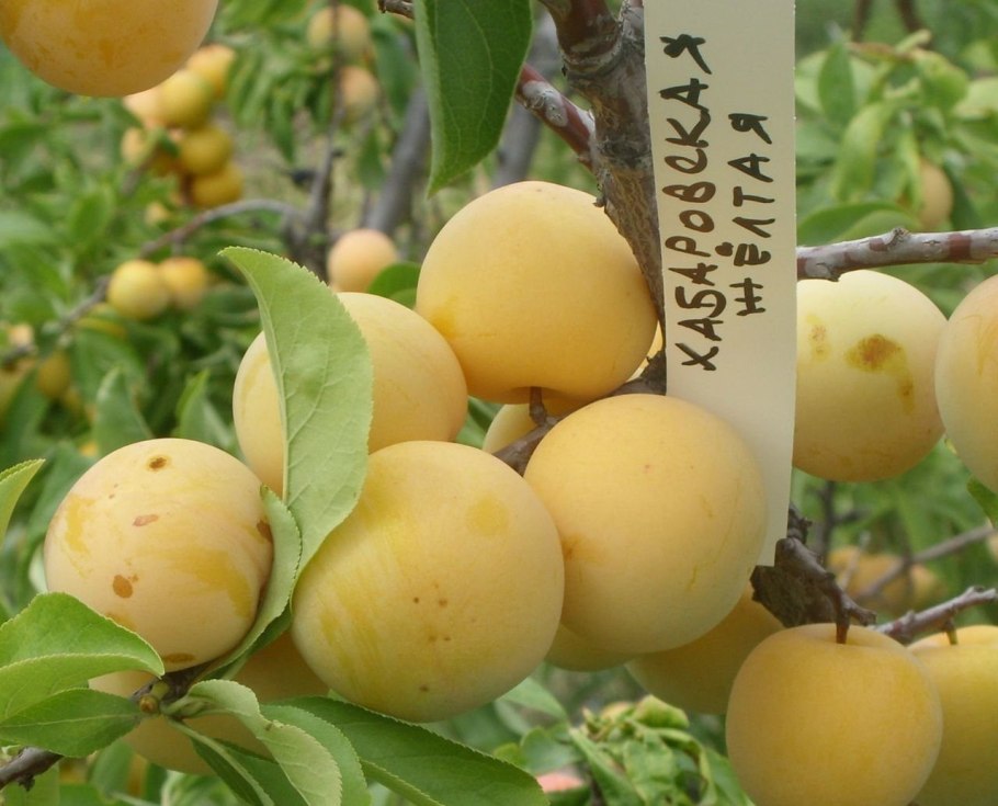 Личи мадагаскарские