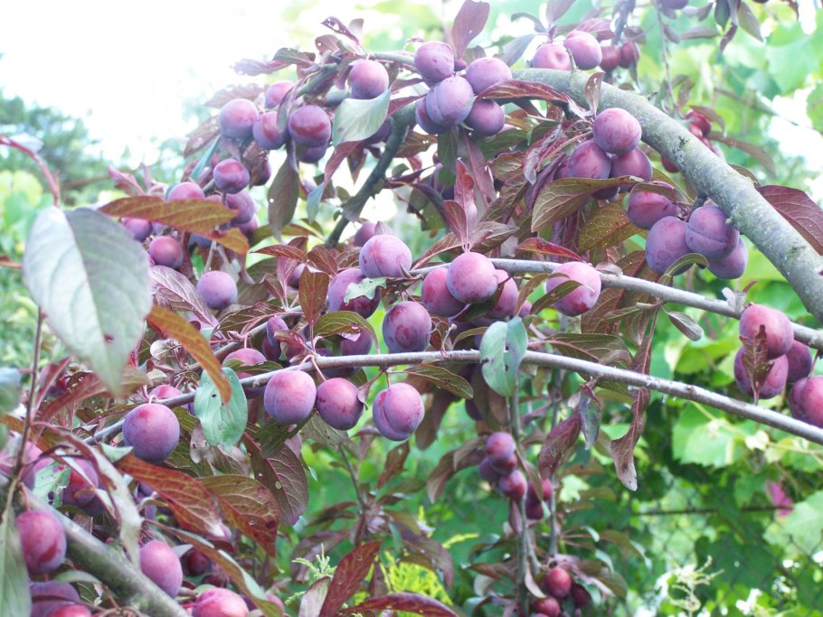 Личи дерево