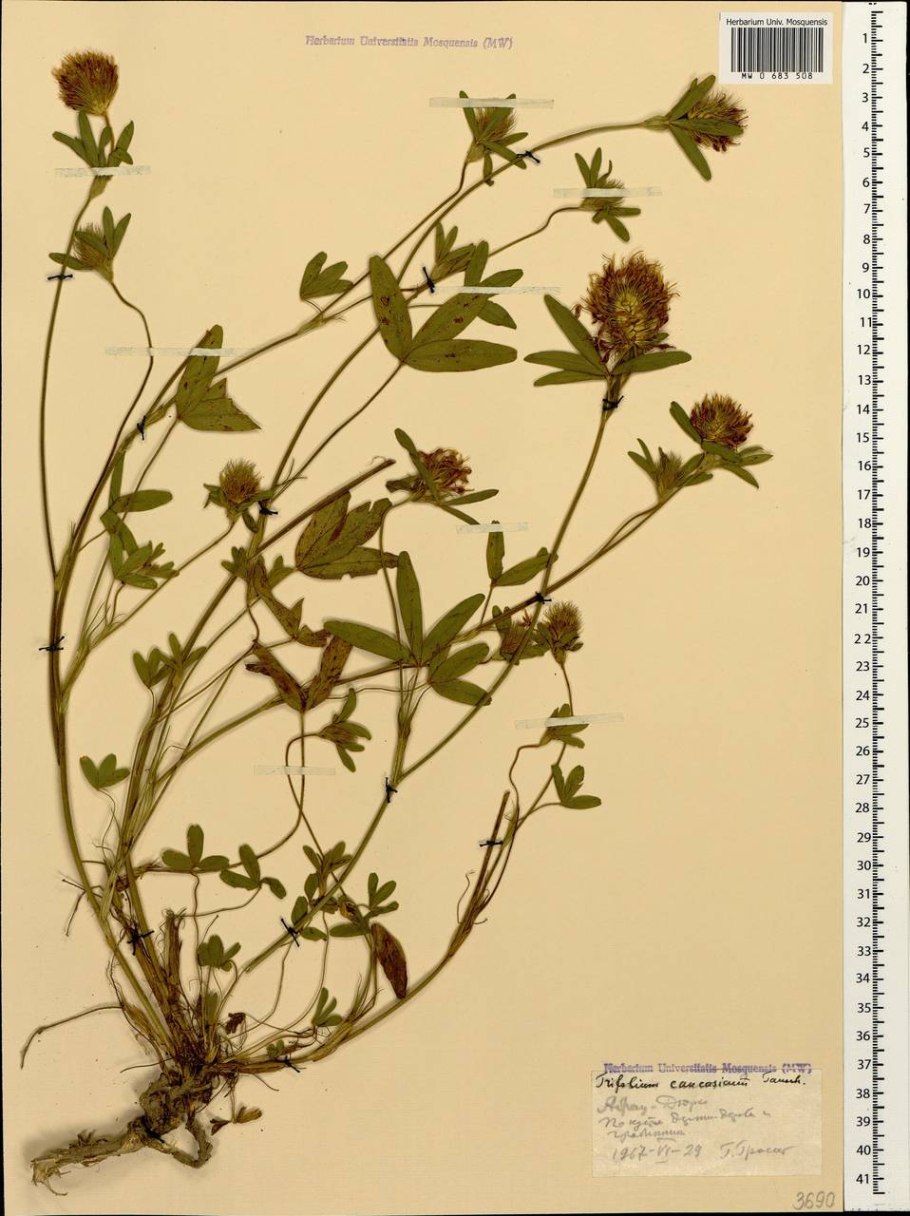 Клевер Луговой Ботанический рисунок