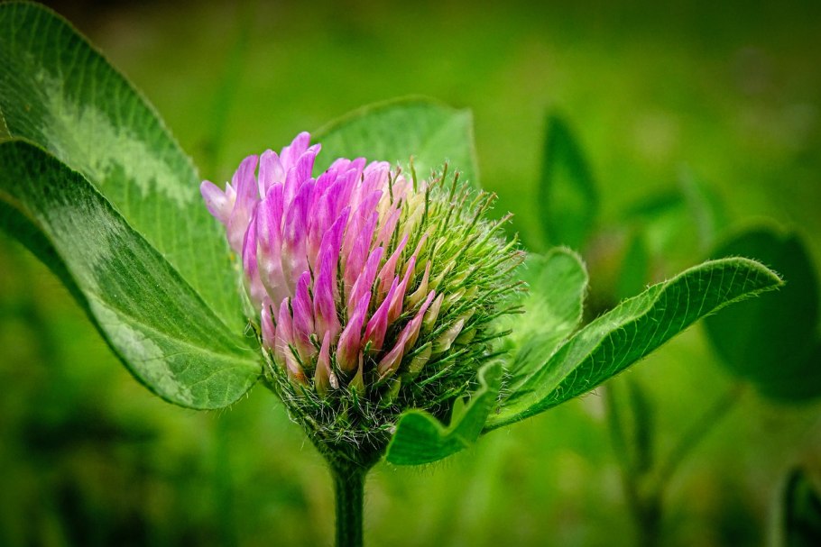 Trifolium ochroleucum