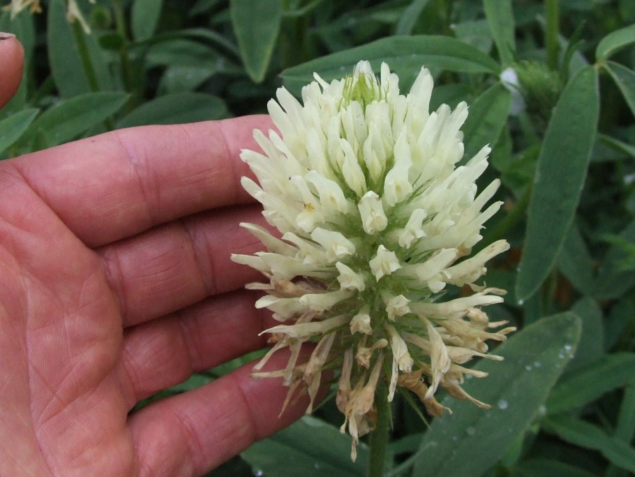 Лечебные свойства клевера синева