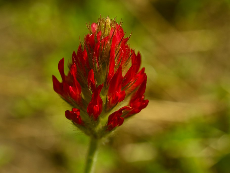 Красный Клевер пунцовый