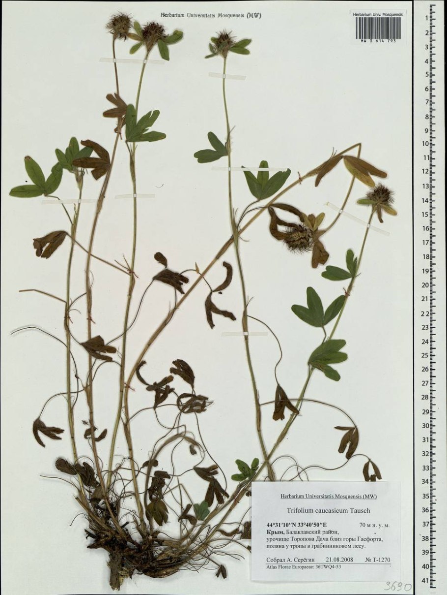 Trifolium caucasicum