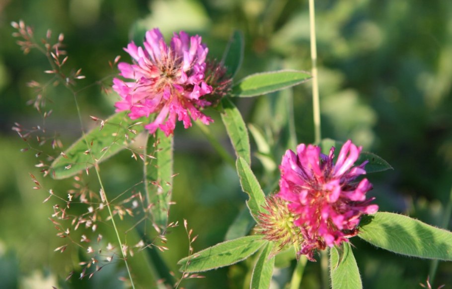 Клевер Степной