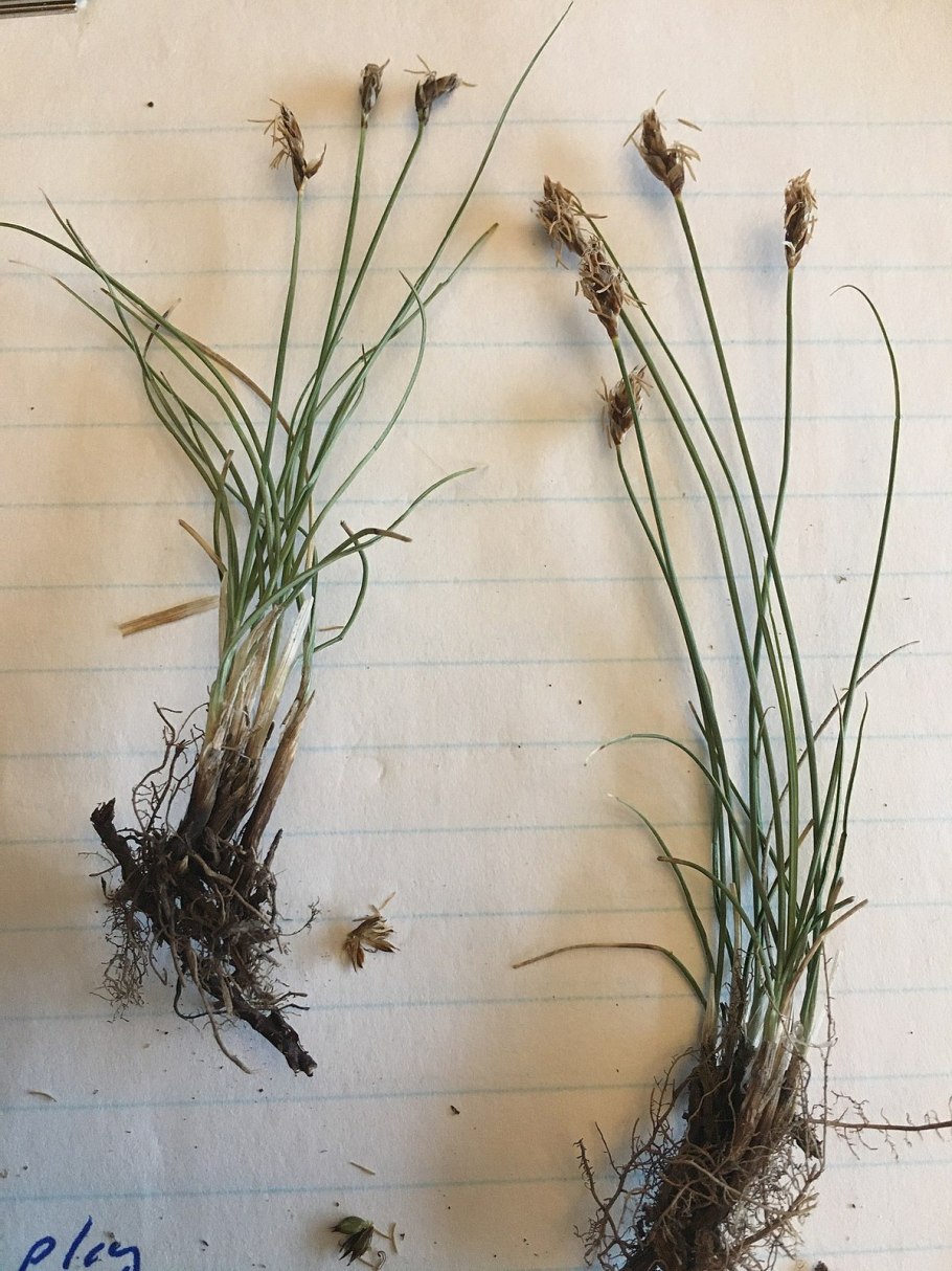 Осока скрытоплодная