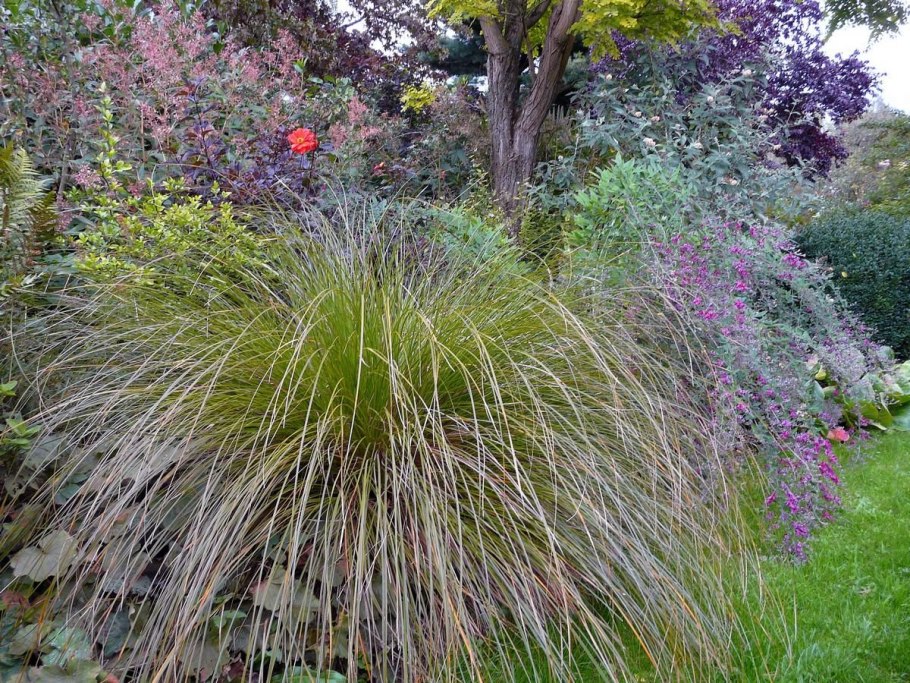 Осока трясунковидная