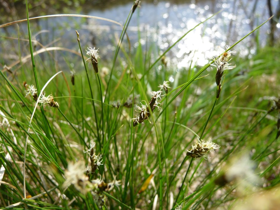 Осоки Carex duriuscula