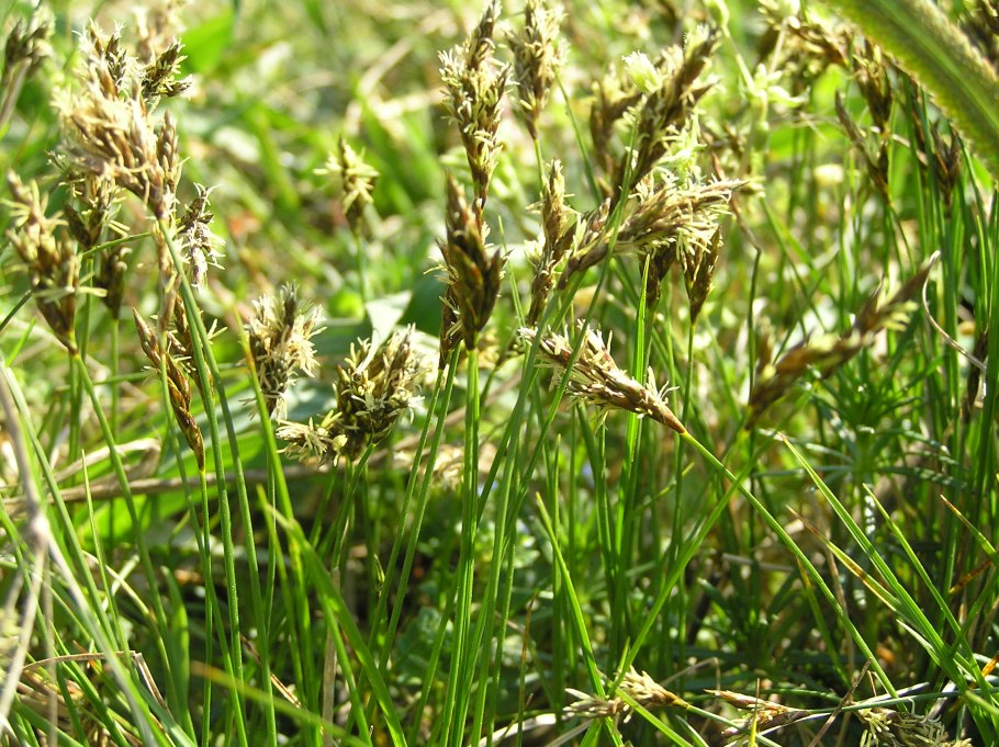 Осока магелланская