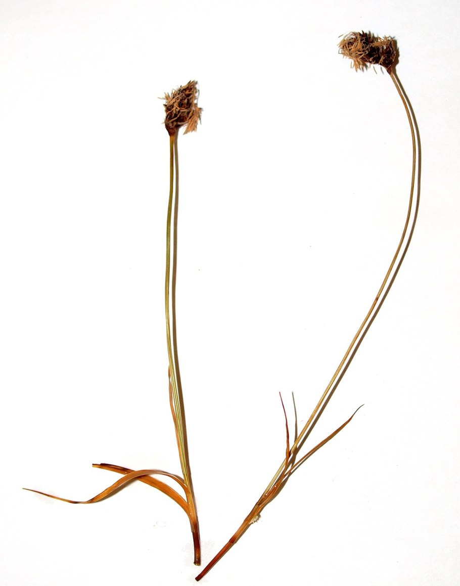 Осоки Carex duriuscula