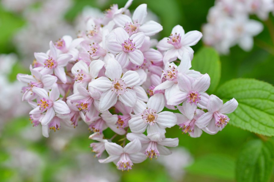 Дейция rosea Plena