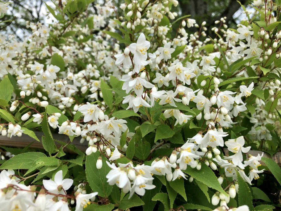 Дейция лист