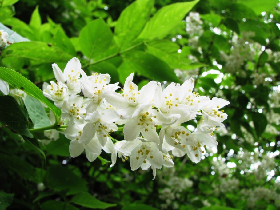 Дейция великолепная белая махровая