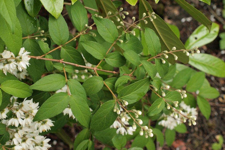 Дейция гладкая Deutzia glabrata