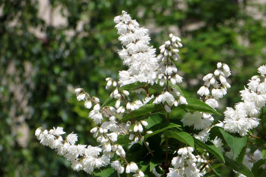 Дейция и Фотергилла