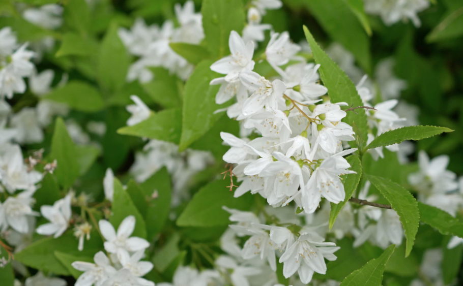 Дейция нингпонская