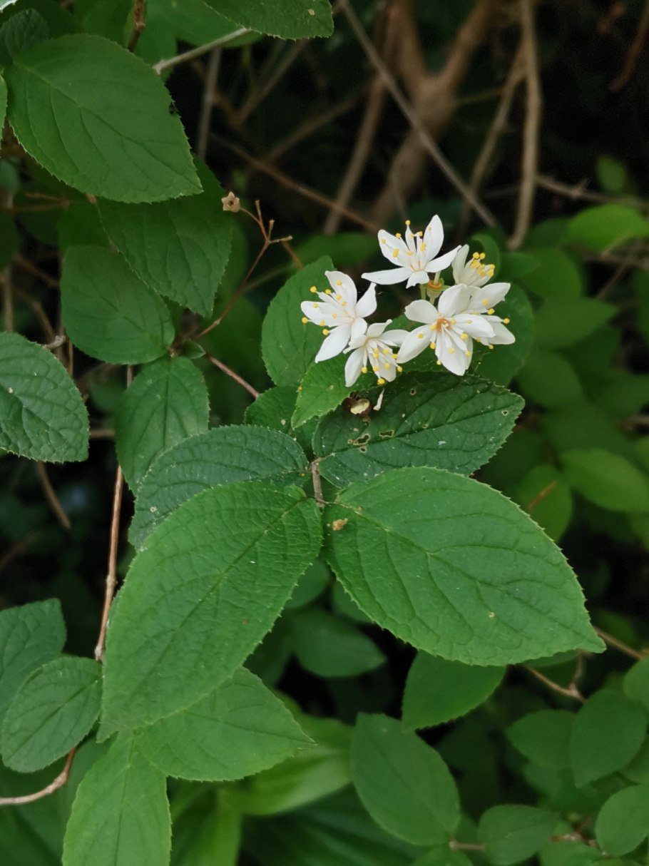 Deutzia scabra