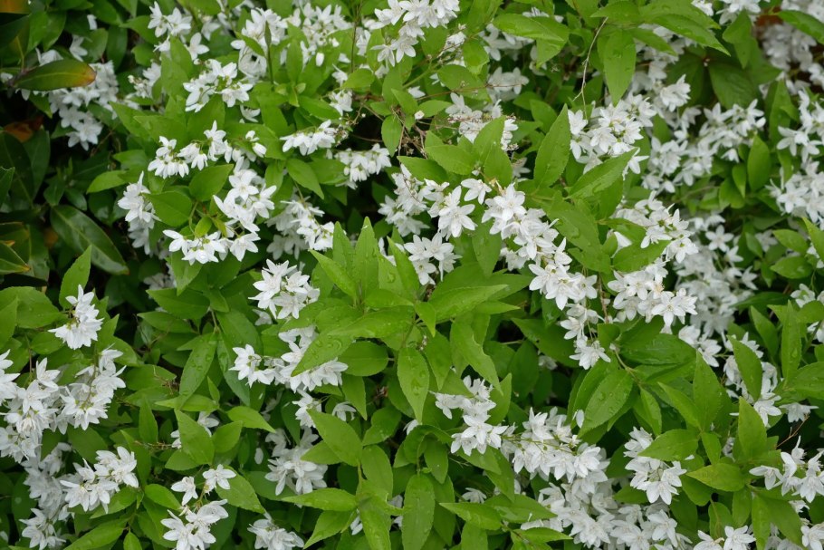 Дейция изящная (Deutzia gracilis)