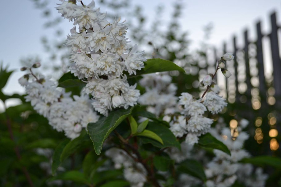 Дейция Кандидиссима махровая